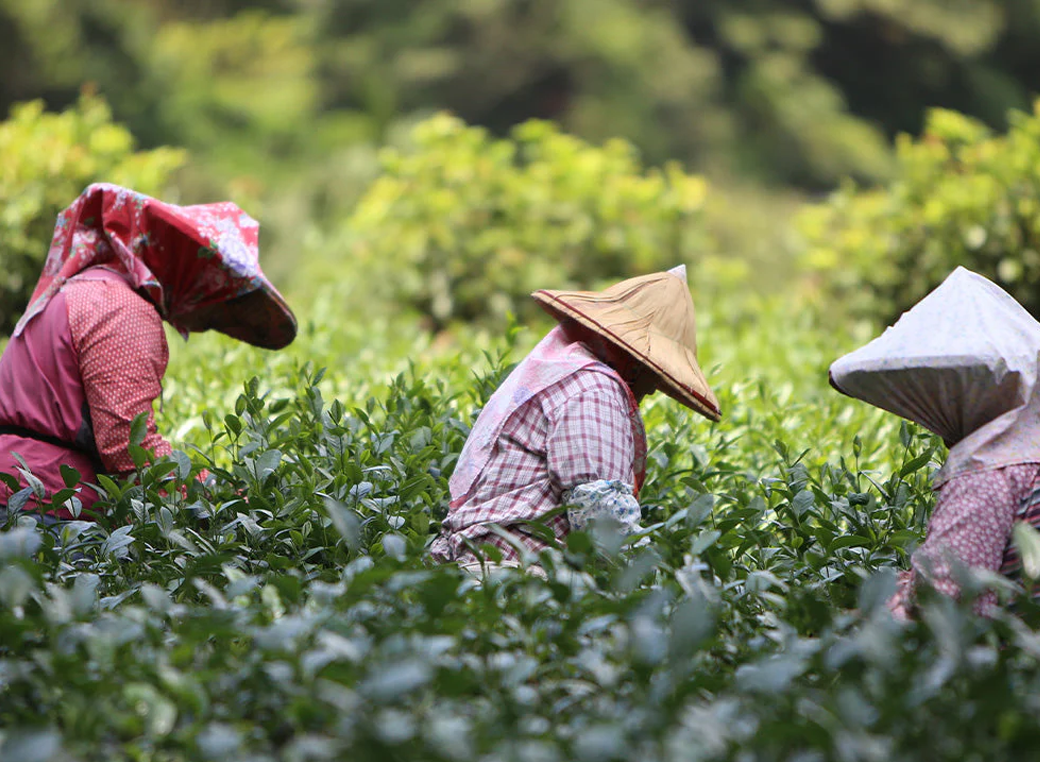 Tea Sourcing Around the World
